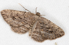 Zermizinga sinuata