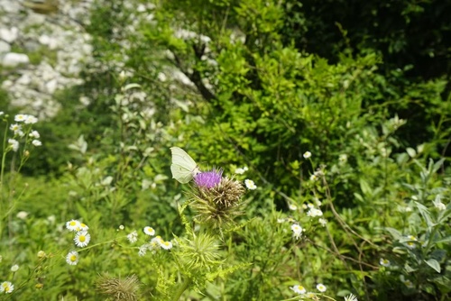 Gonepteryx maxima