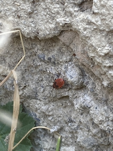 European Firebug
