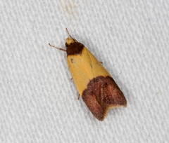 Heteroteucha kershawi