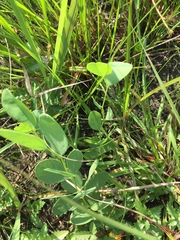 Baptisia sphaerocarpa