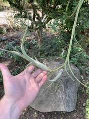 Tillandsia intermedia