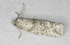Calathusa basicunea