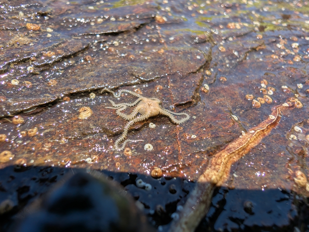 Brooding snake star