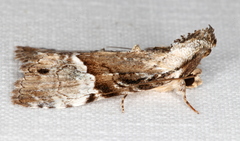 Alophosoma emmelopis