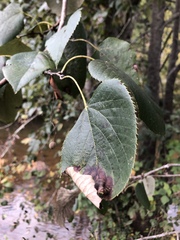 Tilia americana heterophylla