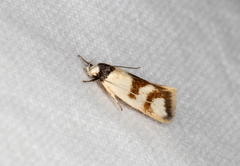 Antipterna trilicella