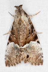 Alophosoma emmelopis