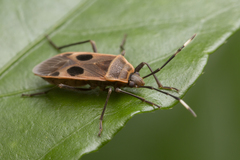 Physopelta cincticollis