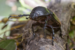 Chalcosoma