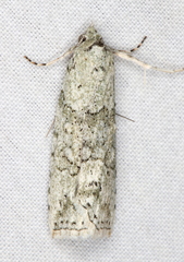 Calathusa basicunea