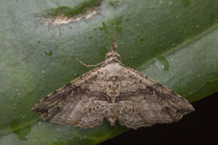Hypenagonia
