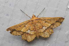 Entomopteryx combusta