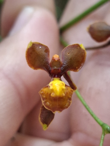 Cyrtochilum porrigens, photograph 5