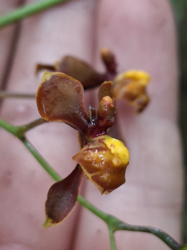 Cyrtochilum porrigens, photograph 6