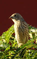 Haemorhous mexicanus