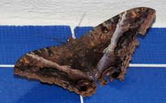 Ascalapha odorata