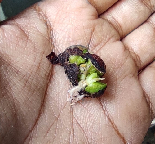 Java plum