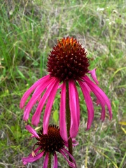 Echinacea paradoxa neglecta