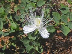 Capparis spinosa