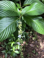 Gonzalagunia hirsuta