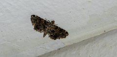 Sufetula
