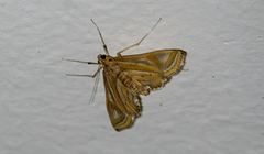 Eoophyla gibbosalis