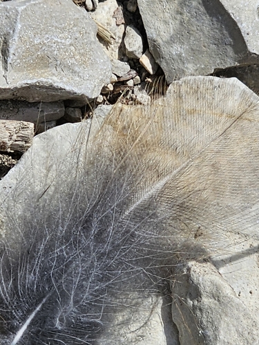 View observation of {o.common_name} on iNaturalist