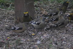 Coccothraustes vespertinus brooksi