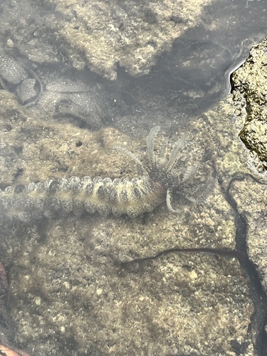 Snake Sea Cucumber