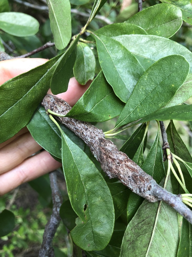 Bumelia gall midge