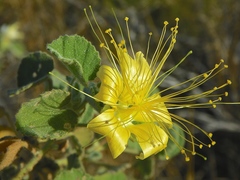 Abutilon cunninghamii
