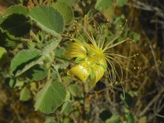 Abutilon cunninghamii
