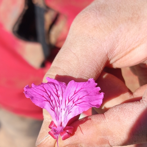 Solucan otu (Pelargonium endlicherianum)