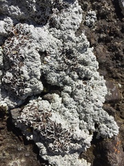 Lecanora argopholis