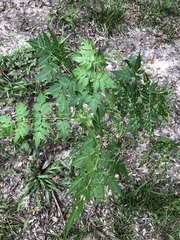 Pseudocercospora subsessilis