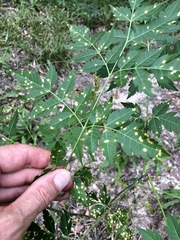 Pseudocercospora subsessilis