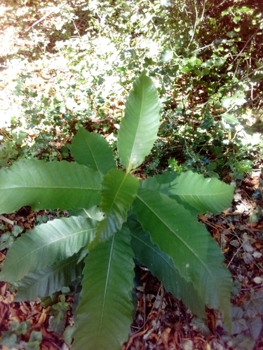 Chestnut branch with fruit