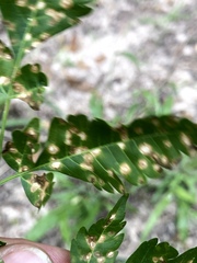 Pseudocercospora subsessilis