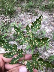 Pseudocercospora subsessilis