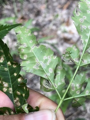 Pseudocercospora subsessilis