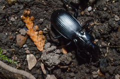 Pterostichus lama