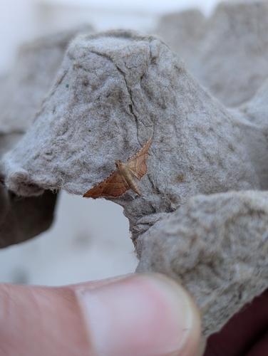 Endotricha flammealis