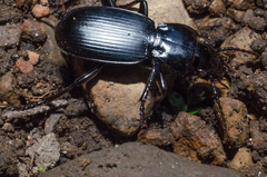Pterostichus lama