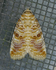 Diastema tigris