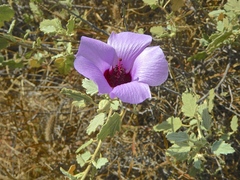 Hibiscus brachychlaenus