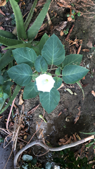 Datura innoxia