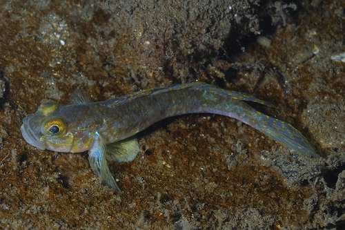 Fries' Goby