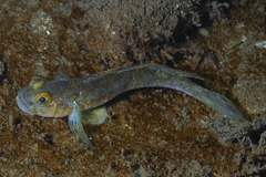 Fries's Goby photo 2