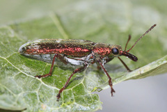 Rhicnobelus metallicus